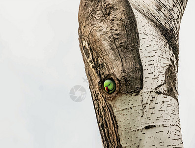 在大自然的树洞里特写鹦鹉背景图片
