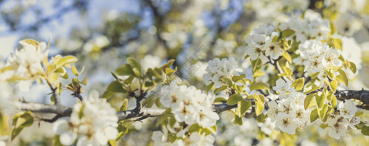 在阳光明媚的白天 棕梨树背景模糊 有春花生长太阳水果园艺蓝色李子季节植物群宏观花园背景图片