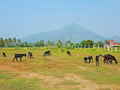 阿鲁纳切什瓦拉印度泰米尔纳德邦的圣山阿鲁纳恰拉旅行农业冒险精神场地爬坡农村婆神乡村绿色背景