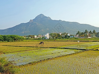 阿鲁纳切什瓦拉提到泰米尔的圣山精神传统爬坡旅行农村冒险婆神背景