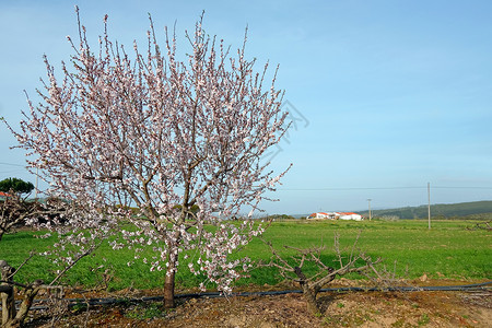 果园图春天在波图加乡下露出杏仁树背景
