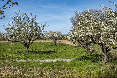 盛开花的树绿田中盛满鲜花的梨树背景