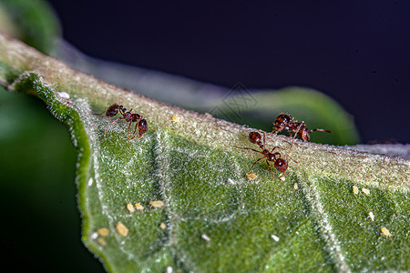 蚂蚁叶子蚂蚁和花园昆虫野生动物殖民地安全损害动物植物漏洞工作背景