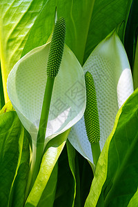 白卷心菜 利希奇图姆语公园叶子植被花艺植物灌木季节园艺环境衬套背景图片