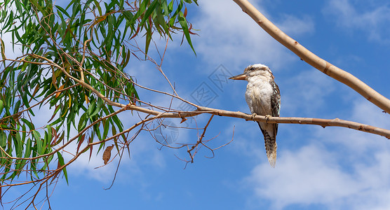 新几内亚口香糖树中的Kookaburra背景