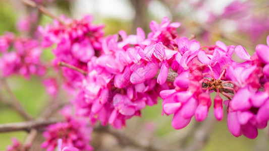 光辉的天春背景 阳光照耀在粉红色美丽的花朵中 掌声 这就像我们所看到的一样视觉植物群粉色季节香味宏观紫荆花日落植物花景背景