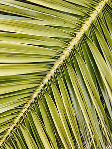 热带棕榈树叶的对角成分作品对角线植物绿色叶子背景图片