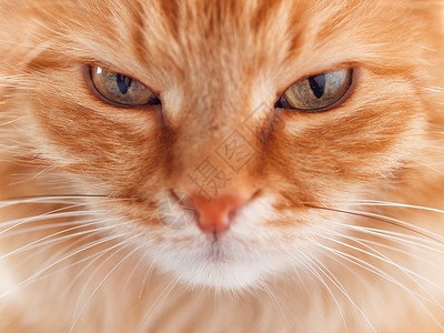 可爱姜猫的近身肖像 毛绒宠物在闭着镜头盯着看高清图片