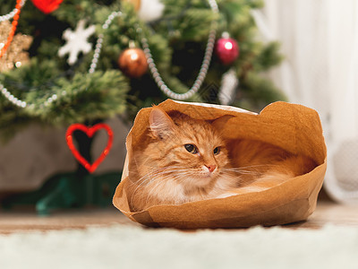 隐藏猫可爱的姜猫藏在手工艺纸袋里 毛绒宠物在圣诞树下包装纸中 有新年庆典装饰的舒适家庭地面猫咪隐藏工艺展示礼物动物游戏哺乳动物背景