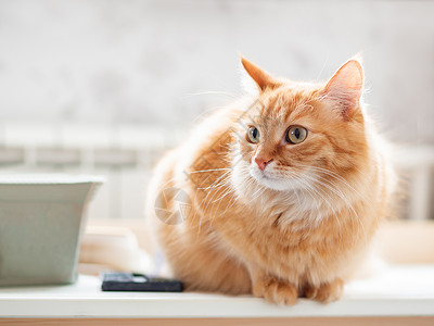 可爱姜猫的近身肖像 毛绒宠物在盯着看 家居小猫坐在桌子上日光注意力猫咪眼睛猫科手表红色瞌睡哺乳动物小憩背景图片