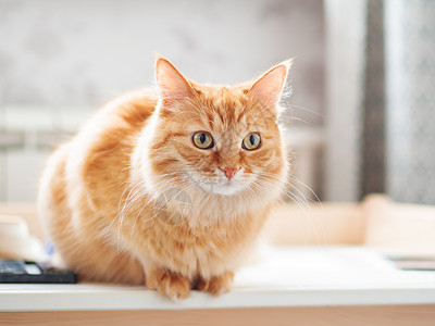 可爱姜猫的近身肖像 毛绒宠物在盯着看 家居小猫坐在桌子上手表眼睛注意力动物猫科日光猫咪哺乳动物红色瞌睡背景图片