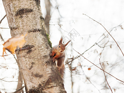 松鼠在这里凝视一只可爱的松鼠坐在野生树上 怪异的老鼠在闭着镜头盯着看 秋天森林背景灰色季节野生动物桦木动物哺乳动物木头荒野背景