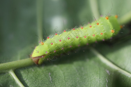 树上的昆虫生物学化合物生物男性晴天漏洞婴儿美丽花园害虫背景图片