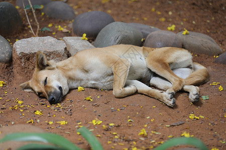 街头狗睡觉安全棕色剂量耳朵村庄尾巴流浪狗猎犬宠物皮肤背景图片