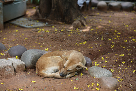 街头狗睡觉睡眠村庄皮肤耳朵眼睛棕色安全小狗猎犬流浪狗背景图片