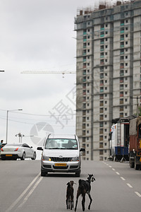 城市公路上的山羊垃圾动物风光农村食物艺术岩石树木生活房子背景图片