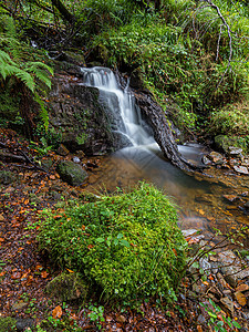 绿秋小绿瀑布和瀑布长篇大论旅游蕨类棕色绿色旅行背景图片