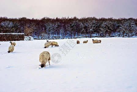 一群在雪雨般的春天天气下怀孕的母狗白色母羊羊群农场场地农业农民动物羊毛农田背景图片