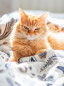可爱的姜猫躺在床上 毛绒宠物看起来怪怪的 很舒适的家庭背景小憩哺乳动物红色注意力瞌睡床单毯子情感动物日光背景图片