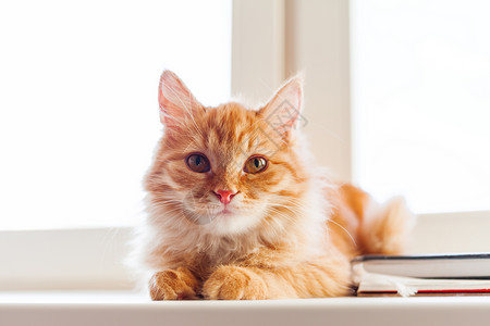 坐在窗边的可爱的姜猫 很舒适的家庭背景和家养的毛绒宠物窗台日光动物红色猫咪乐趣小猫毛皮哺乳动物窗户背景