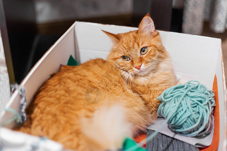 线条猫可爱的姜猫躺在盒子里 装着多彩色的纱布 毛绒宠物和线条 用来编织或编织背景