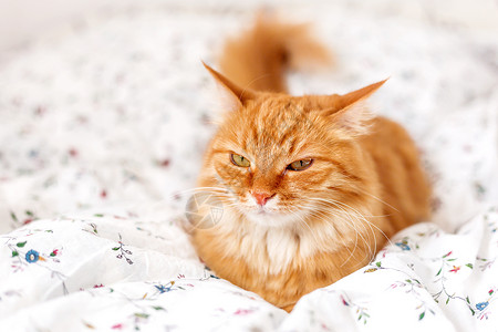 看起来很舒服可爱的姜猫躺在床上 毛绒宠物看起来很生气 很舒适的家庭背景瞌睡白色动物日光床单红色毛皮毯子哺乳动物小憩背景