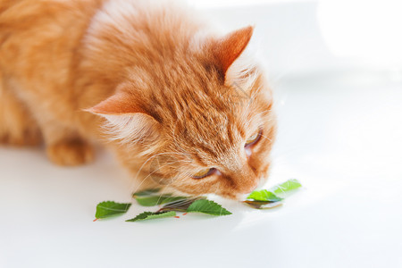 拿着树叶的小猫可爱的姜猫闻到绿叶味 在家里温馨的春天早晨背景