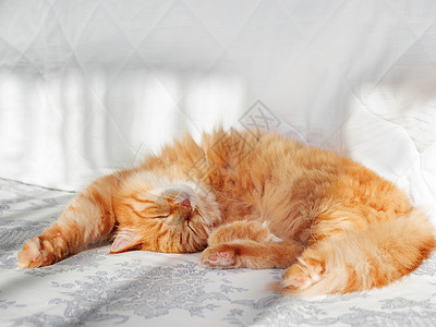 可爱的姜猫躺在床上 毛绒宠物伸展 舒适的家庭背景 早睡时间猫咪毛皮床单红色动物毯子瞌睡就寝胡须日光背景图片