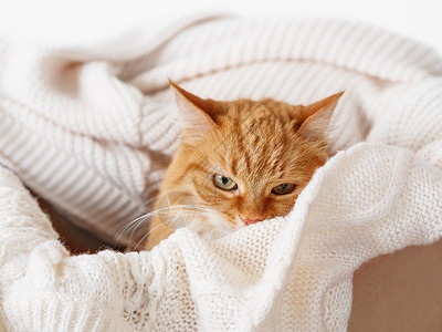 米色盒子装着毛衣的盒子里有可爱的姜猫 穿着暖和米色衣服的气愤小毛宠物 舒适的家背景
