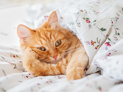 看起来很舒服毛毯下面的床下躺着可爱的姜猫 毛绒宠物看起来很好笑 舒适的家庭背景 早睡时间猫咪毛皮小憩瞌睡爪子日光哺乳动物床单就寝阳光背景