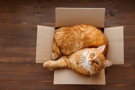 帖木儿金吉儿猫躺在木本底的盒子里 毛绒宠物正在睡觉动物平铺毛皮哺乳动物背景