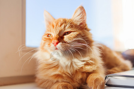 可爱的姜猫看起来怪怪的 近距离贴近毛绒宠物的肖像猫科动物小猫窗台手表动物毛皮情感哺乳动物猫咪晴天图片