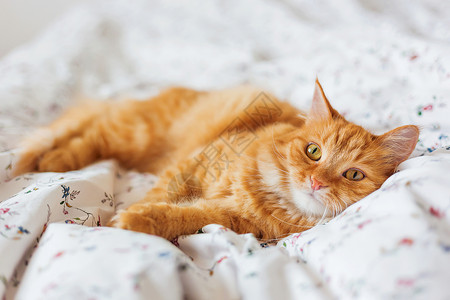 看起来很舒服可爱的姜猫躺在床上 毛绒宠物看起来怪怪的 很舒适的家庭背景 写短信的地方床单瞌睡小憩毛皮毯子动物胡须白色哺乳动物日光背景
