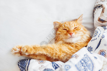可爱的姜黄色猫躺在床上 盖着毯子 毛茸茸的宠物舒适地入睡 舒适的家庭背景与有趣的宠物 平躺 顶视图 放置文本小猫哺乳动物毛皮就寝背景