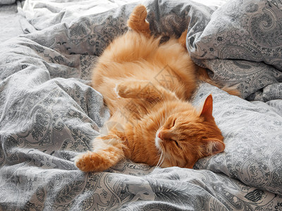 被解救的姜戈床上躺着可爱的姜猫 睡在舒适的家里睡觉时间 毛绒宠物被毯子缠住了哺乳动物猫咪红色瞌睡小憩就寝阳光腹部毛皮动物背景