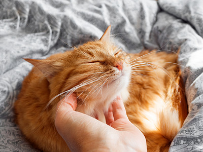 女人在她可爱的姜猫 毛茸茸的宠物躺在床上 早上睡在舒适的家里阳光红色猫咪压痛就寝哺乳动物乐趣情感小憩瞌睡背景图片