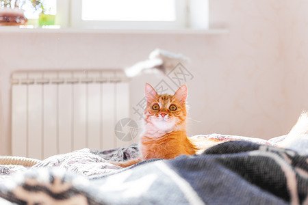 床猫可爱的姜猫在玩玩具老鼠 毛绒宠物躺在床上 清晨睡在家里航班晴天喜悦乐趣就寝动物哺乳动物时间情感红色背景