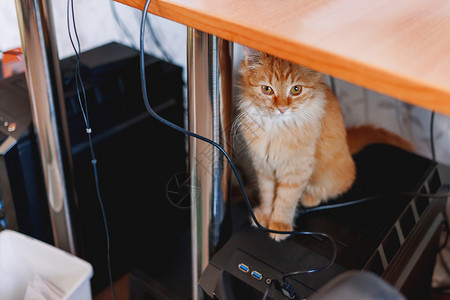 猫举手机素材坐在桌子下面的可爱的姜猫 在电脑系统机组里猫科毛皮猫咪工作单位地点哺乳动物电线技术宠物背景