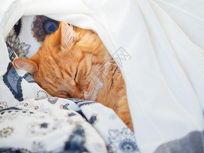 姜地可爱的姜黄色猫躺在床上 盖着毯子 毛茸茸的宠物舒适地入睡 舒适的家庭背景与有趣的宠物日光猫科动物哺乳动物时间小憩毛皮动物就寝猫咪背景