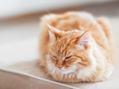 睡在沙发上可爱的姜猫 毛茸茸的宠物看起来很困苦 很舒适的家庭背景猫科动物褐色猫咪小憩红色日光情感长椅毛皮动物背景