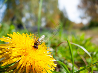 养蜂收集花粉 天然夏季背景 有昆虫和亮黄色花朵的背景图片