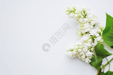 白色背景上的花朵 文本位置为文字花束树叶背景图片