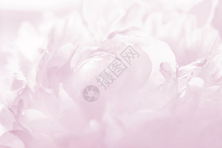 优雅柔和的粉红色牡丹背景非常适合问候情人节卡片结婚请柬等日光脆弱性植物花瓣压痛粉色花束玫瑰背景图片