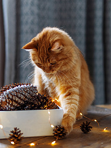 邓斯可爱的姜猫坐在木板桌边 盒子旁边有松子猫咪哺乳动物松果宠物暗键灯泡新年动物游戏桌子背景