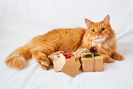 松果儿金吉儿猫躺在床上 带着一大堆圣诞礼物 礼物包裹在手工纸里 还有空白的标签来写短信呢床单宠物新年哺乳动物展示钩针松果胡须情感白色背景
