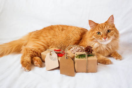 松果儿金吉儿猫躺在床上 带着一大堆圣诞礼物 礼物包裹在手工纸里 还有空白的标签来写短信呢宠物包装哺乳动物新年钩针白色展示松果床单胡须背景