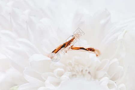 金婚戒指就藏在 新娘花束中的菊花里 爱情和婚姻的象征物 笑声珠宝戒指植物配饰白色脆弱性宏观订婚背景图片