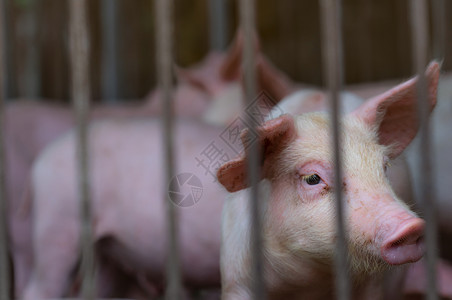 悲伤猪小弟农场的可爱小猪 悲伤和健康的小猪 家畜饲料疾病农业猪舍动物猪肉新生猪瘟权利配种牧场背景