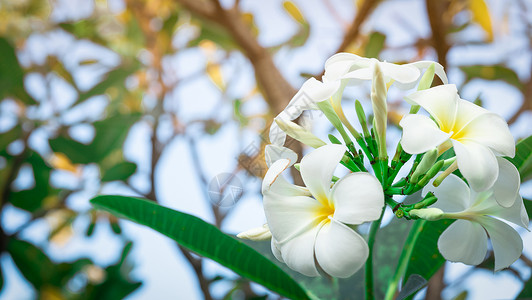 春天卡片弗朗吉帕尼花朵白树 绿叶涂有模糊的b花束背景观赏鸡蛋花疗法芳香花园宏观热带卡片背景