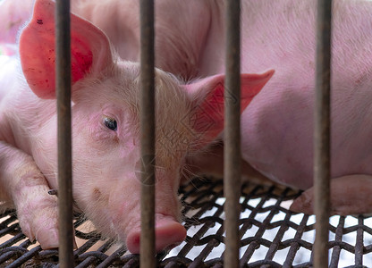 悲伤猪小弟农场的可爱小猪 悲伤和健康的小猪 家畜饲料福利牧场农业配种谷仓权利猪舍哺乳动物流感发烧背景